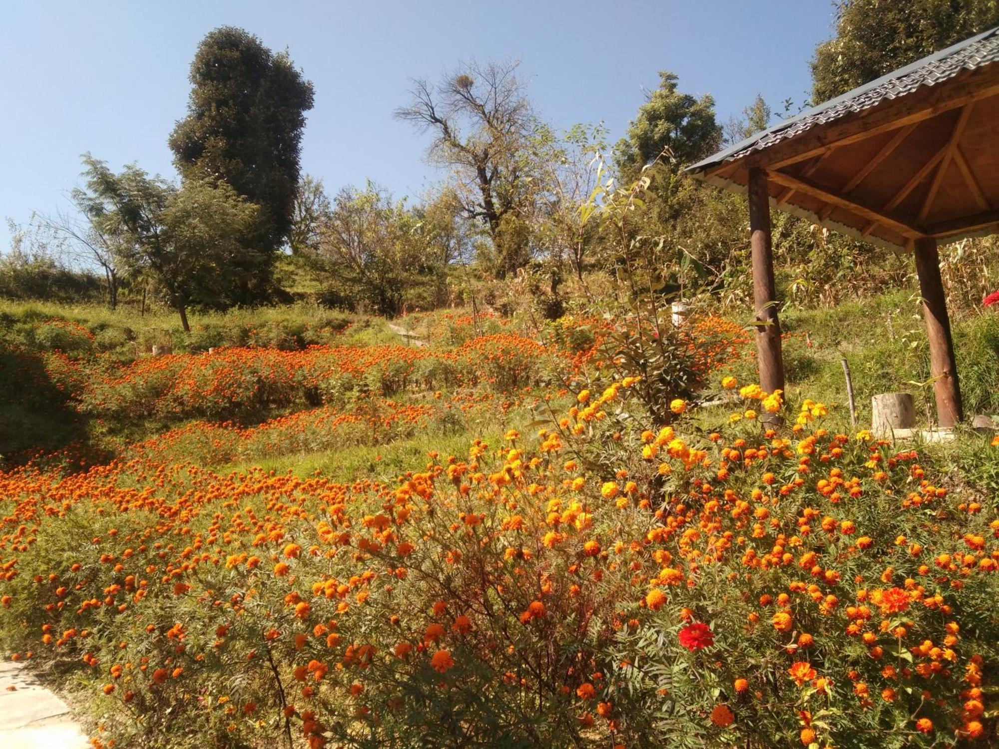 Francolin Lodge-Farmstay @ Darima Mukteshwar Exterior photo
